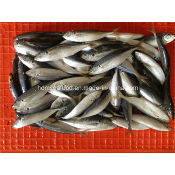 W / R Frozen Horse Mackerel Fish